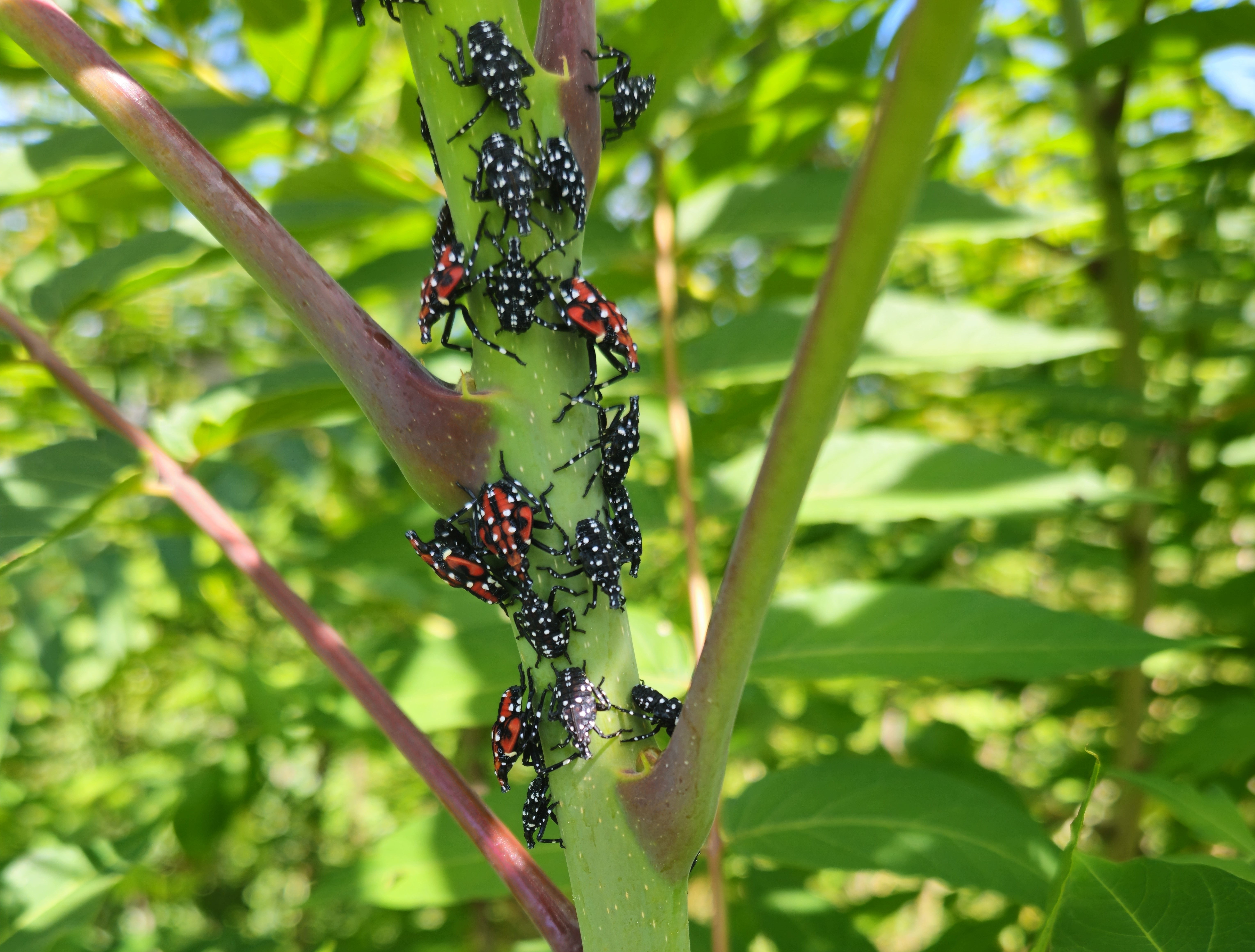 SLF 3rd and 4th instar nymphs feeding on a tree of heaven stem.